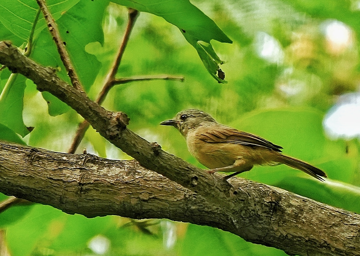 Brown-cheeked Fulvetta